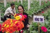 Những loại hoa nên mua để mang lại may mắn, tài lộc cả năm Những loại hoa nên mua để mang lại may mắn, tài lộc cả năm