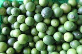 Nhà vườn méo mặt vì chanh không hạt rớt giá thảm hại Nhà vườn méo mặt vì chanh không hạt rớt giá thảm hại