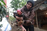 Bí kíp nuôi gà Đông Tảo tiến vua lãi 400 triệu đồng mỗi năm Bí kíp nuôi gà Đông Tảo tiến vua lãi 400 triệu đồng mỗi năm