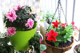Những ban công nhỏ vẫn rực rỡ hoa lá Những ban công nhỏ vẫn rực rỡ hoa lá