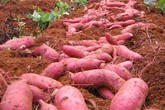 Nông dân Đắk Lắk mang cả đồng khoai ế lên chợ mạng Nông dân Đắk Lắk mang cả đồng khoai ế lên chợ mạng