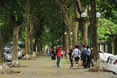 Hà Nội mùa lá rụng đẹp đến nao lòng Hà Nội mùa lá rụng đẹp đến nao lòng