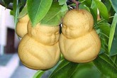 Có nên mua hoa quả "lạ", bị gò ép dị thường về cúng Tết? Có nên mua hoa quả "lạ", bị gò ép dị thường về cúng Tết?