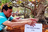 Mai vàng 99 tuổi, rễ xoắn vắt áo giá 2 tỷ ở Sài Gòn Mai vàng 99 tuổi, rễ xoắn vắt áo giá 2 tỷ ở Sài Gòn
