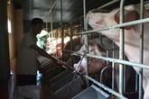 Đà Nẵng: Độc đáo nuôi heo bằng máy lạnh Đà Nẵng: Độc đáo nuôi heo bằng máy lạnh