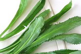 Công dụng tuyệt vời của rau mùi tàu ít người biết Công dụng tuyệt vời của rau mùi tàu ít người biết