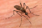 Mẹo nhỏ đơn giản giúp trong nhà không có 1 bóng muỗi Mẹo nhỏ đơn giản giúp trong nhà không có 1 bóng muỗi