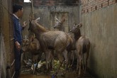 Nuôi nai lấy nhung nhỏ gọn, thu nhập trăm triệu/năm Nuôi nai lấy nhung nhỏ gọn, thu nhập trăm triệu/năm