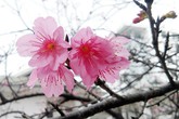 Ngắm hoa anh đào Nhật Bản "xịn" giữa lòng Hà Nội Ngắm hoa anh đào Nhật Bản "xịn" giữa lòng Hà Nội