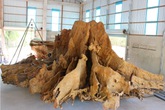 Bộ rễ cây nặng 25 tấn được trả giá 30 tỷ đồng Bộ rễ cây nặng 25 tấn được trả giá 30 tỷ đồng