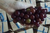 Nho Ninh Thuận 25.000 đồng/kg ở Hà Nội Nho Ninh Thuận 25.000 đồng/kg ở Hà Nội