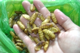 Những sai lầm cần tuyệt đối tránh khi ăn nhộng tằm Những sai lầm cần tuyệt đối tránh khi ăn nhộng tằm