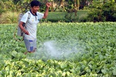 Cách phát hiện rau xanh ngậm thuốc "kích phọt" Cách phát hiện rau xanh ngậm thuốc "kích phọt"
