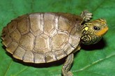 Đổi đời nhờ gặp rùa vàng Đổi đời nhờ gặp rùa vàng