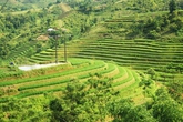 Ruộng bậc thang Hà Giang đẹp mê hồn mùa lúa "đang thì con gái" Ruộng bậc thang Hà Giang đẹp mê hồn mùa lúa "đang thì con gái"