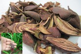 Sâm đại hành có chữa được ung thư máu? Sâm đại hành có chữa được ung thư máu?