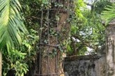 Cả làng không ngủ bảo vệ 2 gốc sưa... 'vàng ròng' Cả làng không ngủ bảo vệ 2 gốc sưa... 'vàng ròng'