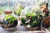 Cô gái 8X xinh đẹp kiếm 40 triệu đồng/tháng với nghề thiết kế cây cảnh Cô gái 8X xinh đẹp kiếm 40 triệu đồng/tháng với nghề thiết kế cây cảnh