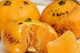 5 mẹo dân gian trị ho không cần kháng sinh bạn đừng bỏ lỡ 5 mẹo dân gian trị ho không cần kháng sinh bạn đừng bỏ lỡ
