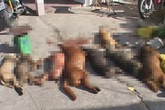 Hai kẻ trộm chó bắn bị thương bảo vệ dân phố Hai kẻ trộm chó bắn bị thương bảo vệ dân phố