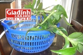 Đẩy lùi ung thư lưỡi giai đoạn cuối nhờ tình cờ phát hiện bài thuốc quý Đẩy lùi ung thư lưỡi giai đoạn cuối nhờ tình cờ phát hiện bài thuốc quý