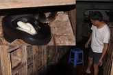 Nỗi lo của làng rắn trăm tỷ Nỗi lo của làng rắn trăm tỷ