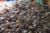 Đặc sản cua đồng mùa nước nổi giá cao vẫn "cháy hàng" Đặc sản cua đồng mùa nước nổi giá cao vẫn "cháy hàng"