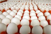 Bác bỏ tin đồn thất thiệt về trứng gà bị tiêm máu có chứa HIV Bác bỏ tin đồn thất thiệt về trứng gà bị tiêm máu có chứa HIV