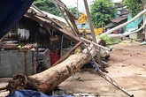 Cây đổ khi trời nắng, đè bị thương người phụ nữ Cây đổ khi trời nắng, đè bị thương người phụ nữ