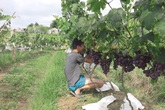 Vườn nho cho lãi trăm triệu của chàng trai xứ Lạng Vườn nho cho lãi trăm triệu của chàng trai xứ Lạng