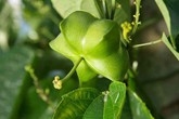 “Siêu thực phẩm lần đầu tiên xuất hiện tại Việt Nam” “Siêu thực phẩm lần đầu tiên xuất hiện tại Việt Nam”