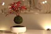 Bonsai biết bay giá 4 triệu đồng Bonsai biết bay giá 4 triệu đồng