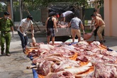 Hơn một tấn thịt nghi có chất tạo nạc bán cho công nhân Hơn một tấn thịt nghi có chất tạo nạc bán cho công nhân