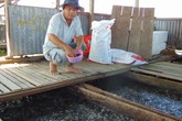 Tỉ phú cá chép giòn miền tây Tỉ phú cá chép giòn miền tây