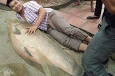 Bắt được cá trắm “khủng” nặng tới 52kg Bắt được cá trắm “khủng” nặng tới 52kg