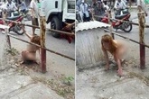 Cô gái khỏa thân đi lại trên đường phố Hà Nội đã được đưa vào trại tâm thần Cô gái khỏa thân đi lại trên đường phố Hà Nội đã được đưa vào trại tâm thần