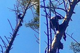 Xác chết ngồi trên cành cây 8 tháng mới được phát hiện Xác chết ngồi trên cành cây 8 tháng mới được phát hiện