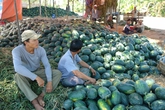 Những nông sản Tết khiến nông dân khóc ròng Những nông sản Tết khiến nông dân khóc ròng