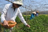 Giá ớt bất ngờ vọt lên 40.000 đồng/kg, nông dân đội nắng "hái lộc" Giá ớt bất ngờ vọt lên 40.000 đồng/kg, nông dân đội nắng "hái lộc"