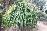 Đại gia mua chậu lan 3.000 bông, giá 100 triệu tặng bạn Đại gia mua chậu lan 3.000 bông, giá 100 triệu tặng bạn