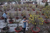 Chán mua mai chơi tết, dân chuyển hướng sang thuê Chán mua mai chơi tết, dân chuyển hướng sang thuê
