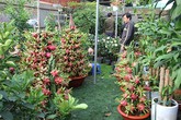 Chậu thanh long phát lộc bán giá 80.000 đồng mỗi quả Chậu thanh long phát lộc bán giá 80.000 đồng mỗi quả