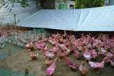 5.000 đồng 10 quả trứng vịt ở Đồng Tháp 5.000 đồng 10 quả trứng vịt ở Đồng Tháp