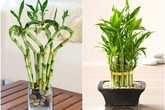 Chọn cây cảnh hợp mệnh sinh tiền, tài, lộc Chọn cây cảnh hợp mệnh sinh tiền, tài, lộc