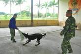 Làm gì khi bị chó dữ tấn công? Làm gì khi bị chó dữ tấn công?