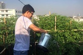 Ngỡ ngàng với khu vườn vỏn vẹn 20m2 rau gì cũng có! Ngỡ ngàng với khu vườn vỏn vẹn 20m2 rau gì cũng có!
