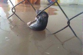 Sự bất lực của một con chuột Sự bất lực của một con chuột