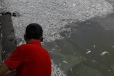 Cá chết nổi trắng Hồ Tây: Hiện tượng lạ lần đầu xảy ra Cá chết nổi trắng Hồ Tây: Hiện tượng lạ lần đầu xảy ra