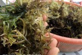 "Bồng bồng" đặc sản hấp dẫn ở đảo Lý Sơn "Bồng bồng" đặc sản hấp dẫn ở đảo Lý Sơn