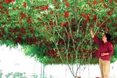 Cây cà chua "bạch tuộc” sai quả nhất thế giới Cây cà chua "bạch tuộc” sai quả nhất thế giới
